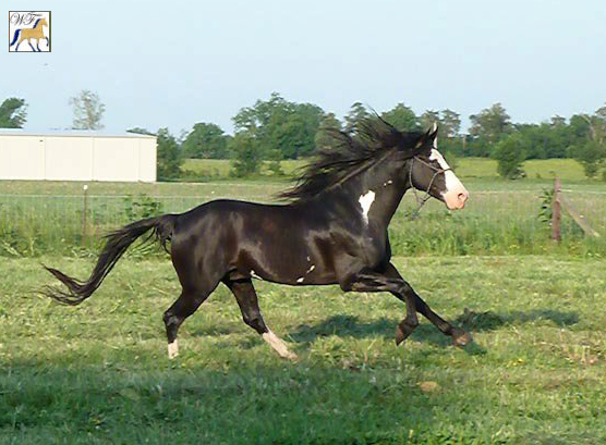 Black Overo Tennessee Walker Stallion